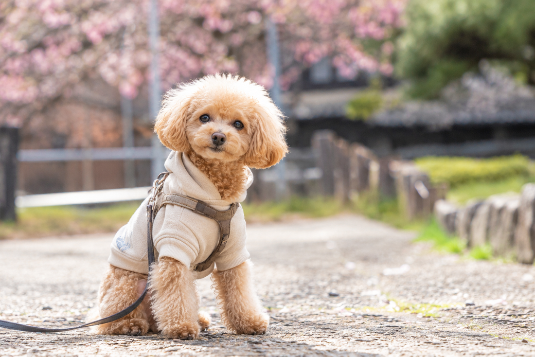 トイプードルに服は必要？日本の気候と犬服の関係について