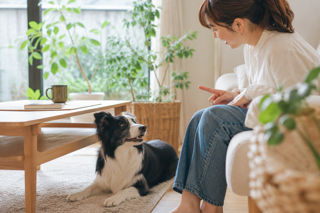 犬は飼い主の名前を覚えられる？毎日の会話が大切な理由