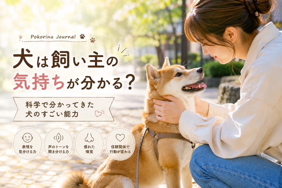 犬は飼い主の気持ちが分かる？科学で分かってきた犬のすごい能力