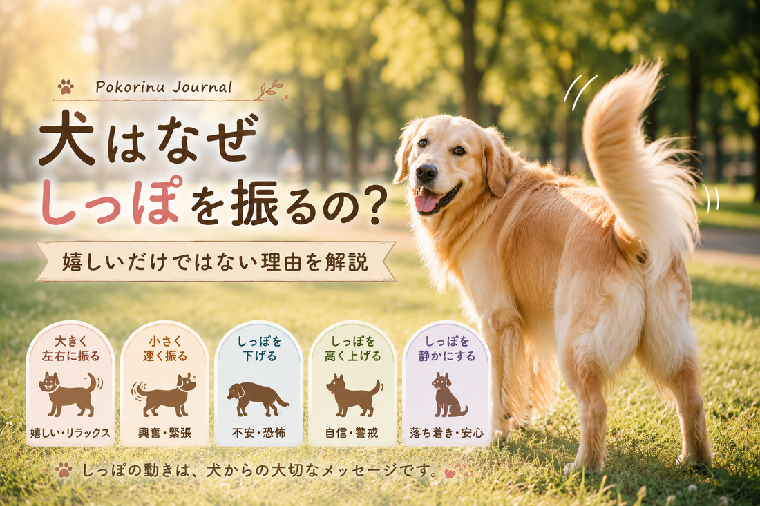 犬はなぜしっぽを振るの？嬉しいだけではない理由を解説