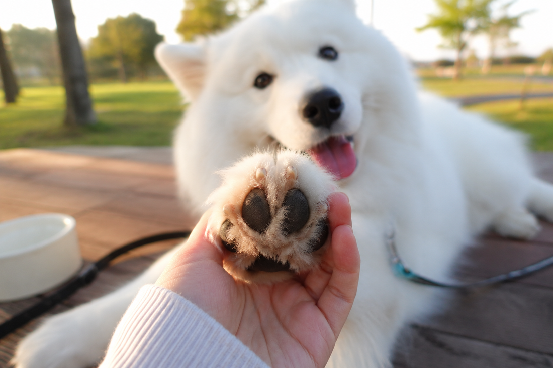 犬の肉球はなぜ大切？毎日チェックしたい理由とお手入れ方法