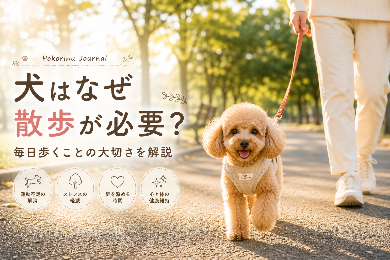 犬はなぜ散歩が必要？毎日歩くことの大切さを解説
